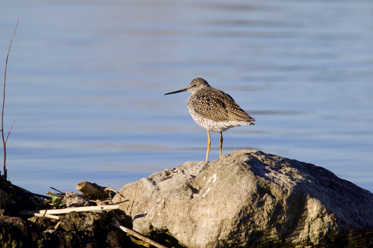 Greater Yellowlegs - ML617998439