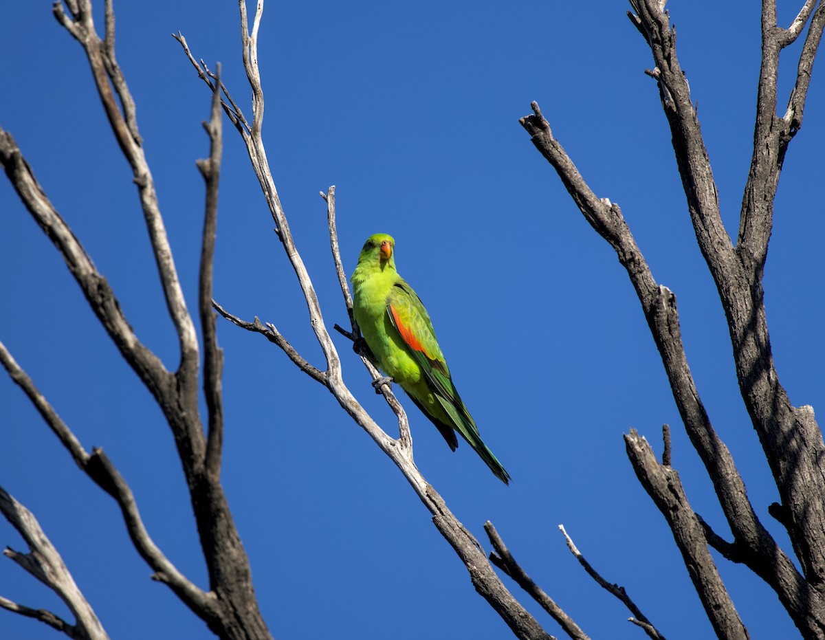 Red-winged Parrot - Richard Symmonds