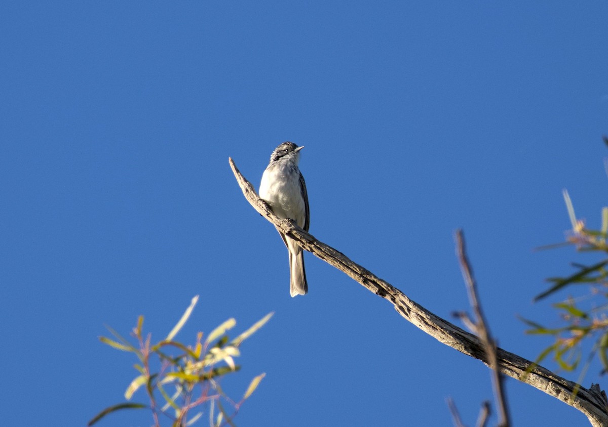 Striped Honeyeater - Richard Symmonds