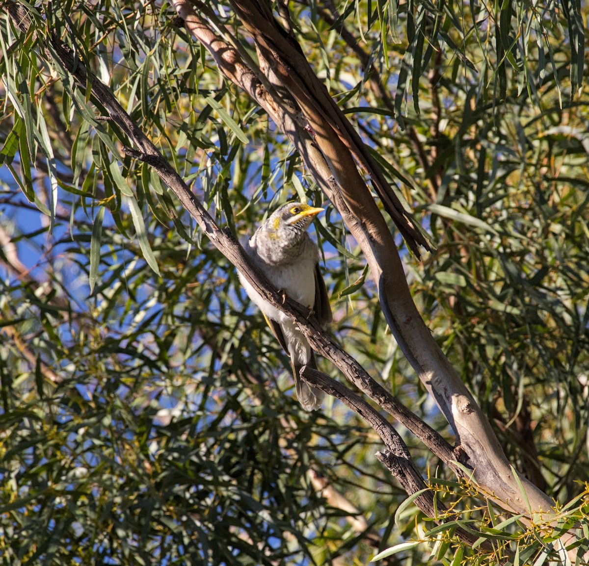 Yellow-throated Miner - Richard Symmonds