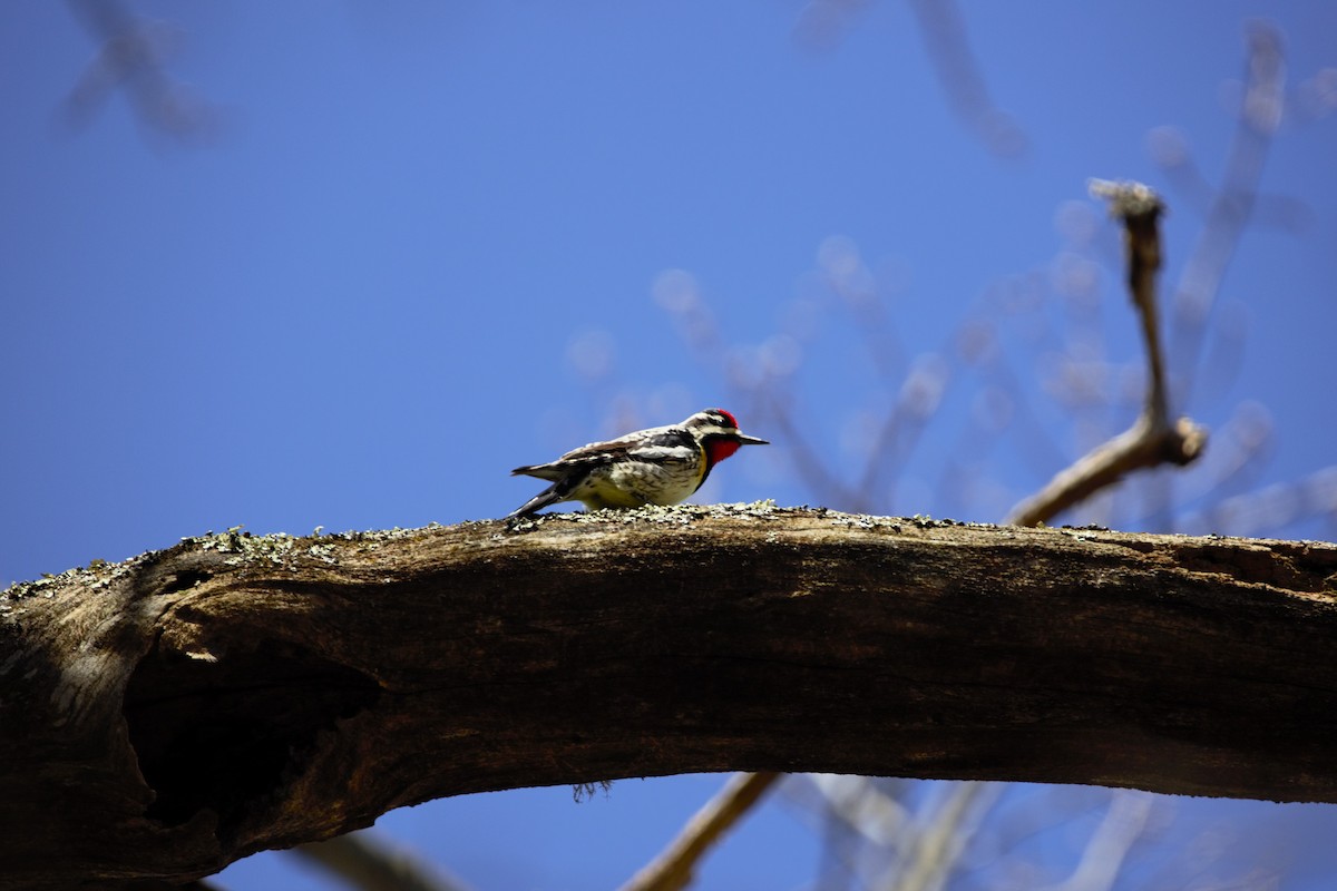 Yellow-bellied Sapsucker - ML617998635