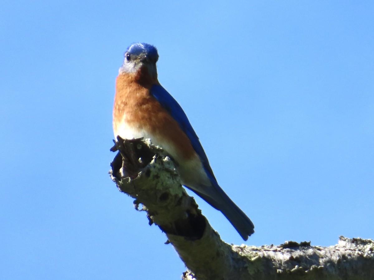 Eastern Bluebird - Erica West