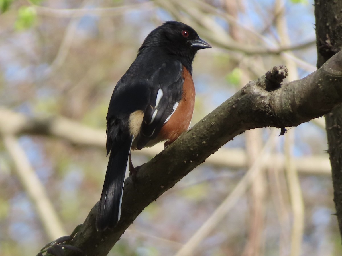 Eastern Towhee - ML617998651