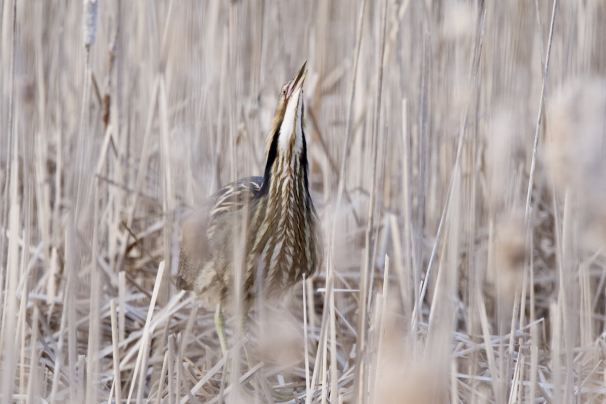 American Bittern - ML617998706