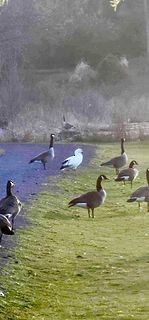 Snow Goose - Nick Butts