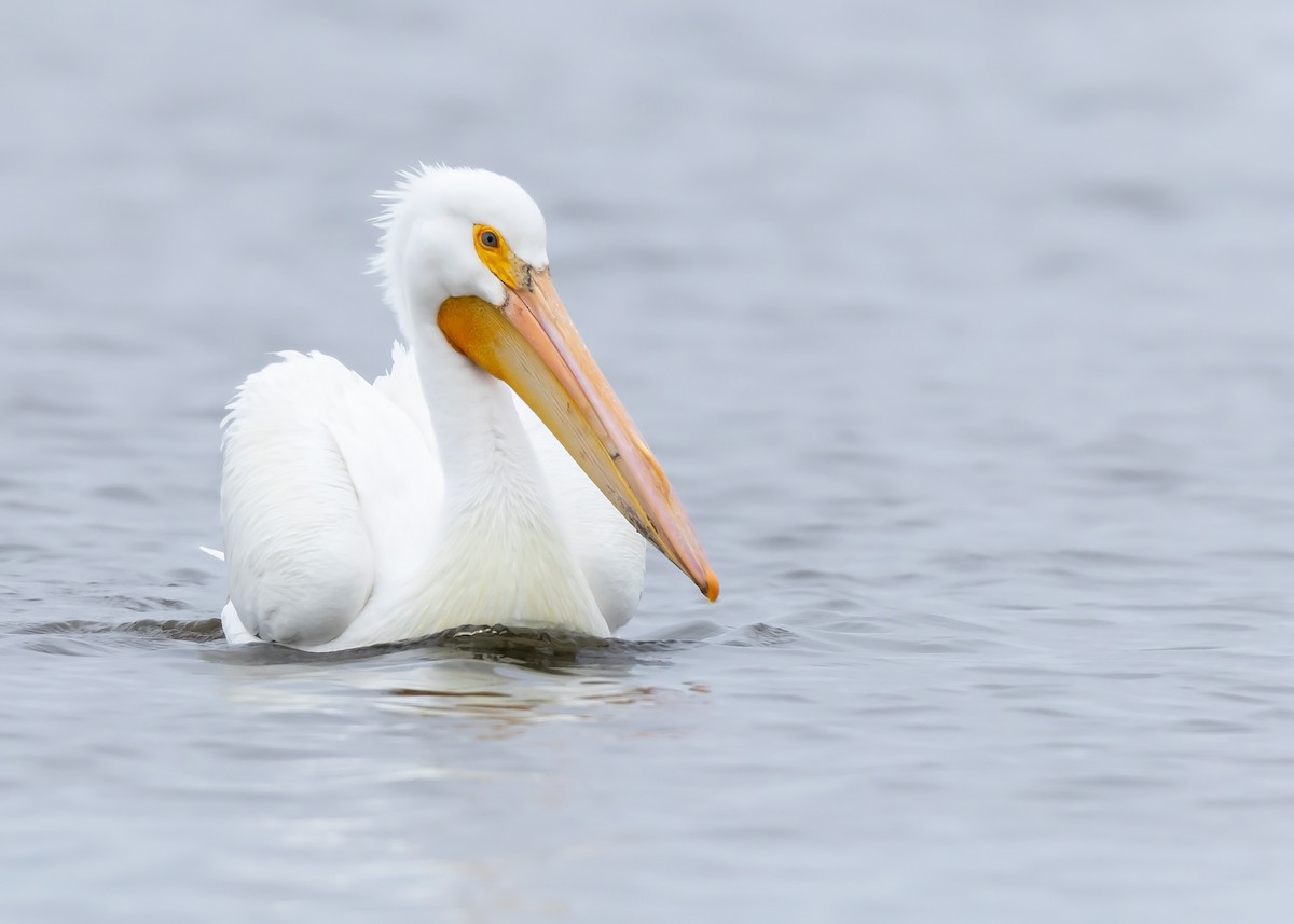 American White Pelican - Ken Pride