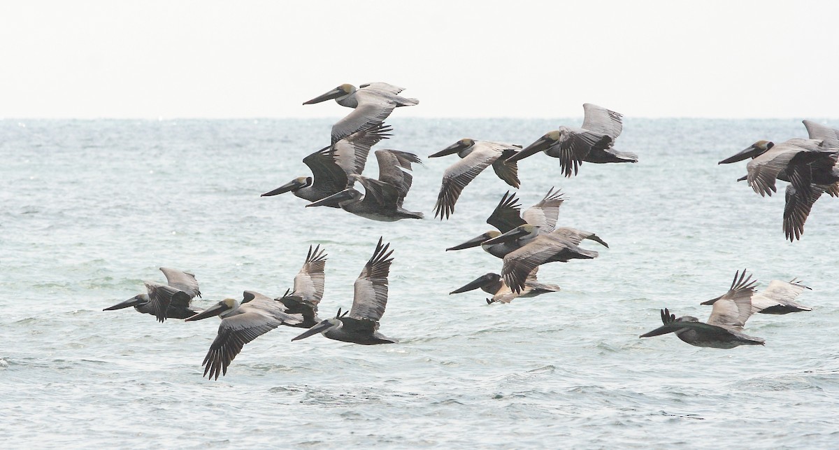 Brown Pelican - ML617998777