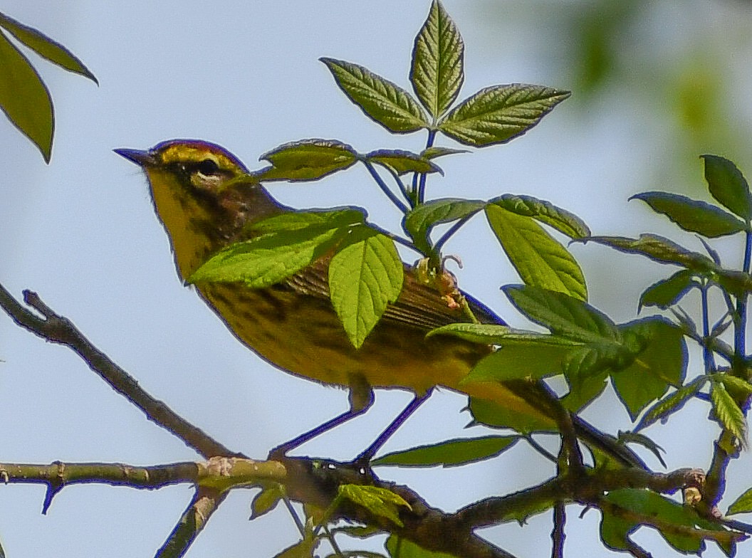 Palm Warbler - ML617998819