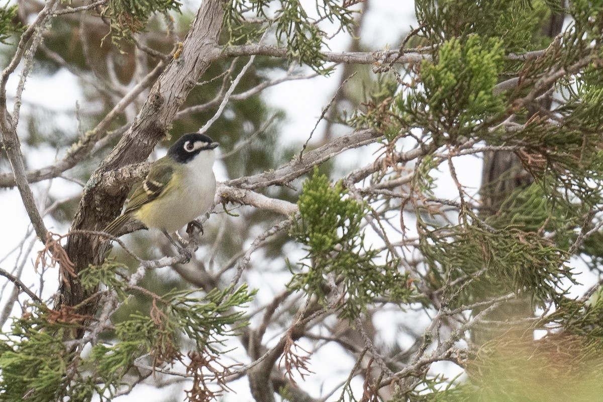 Vireo Cabecinegro - ML617998821