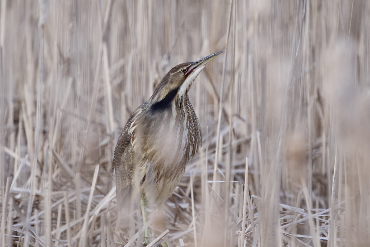 American Bittern - ML617998834