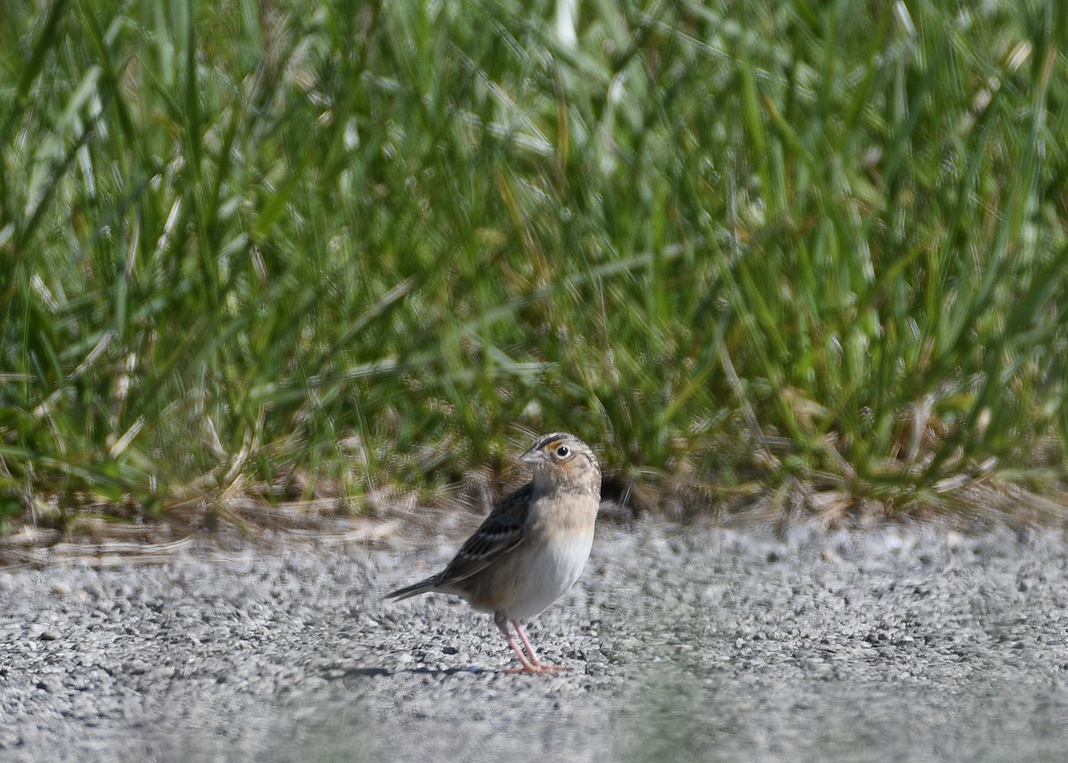 Grasshopper Sparrow - ML617998835