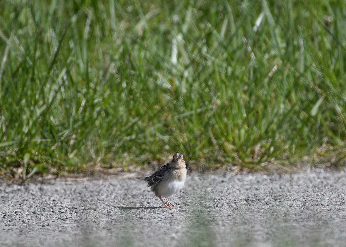 Grasshopper Sparrow - ML617998836