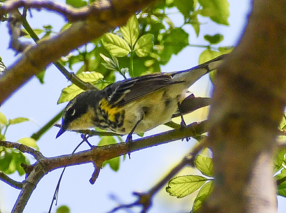 Yellow-rumped Warbler - ML617998863