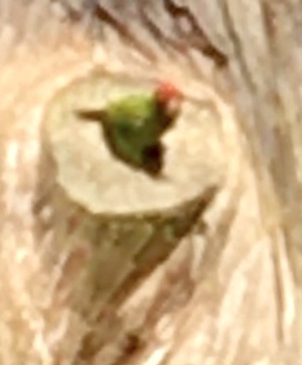 Red-masked Parakeet - ML617998878