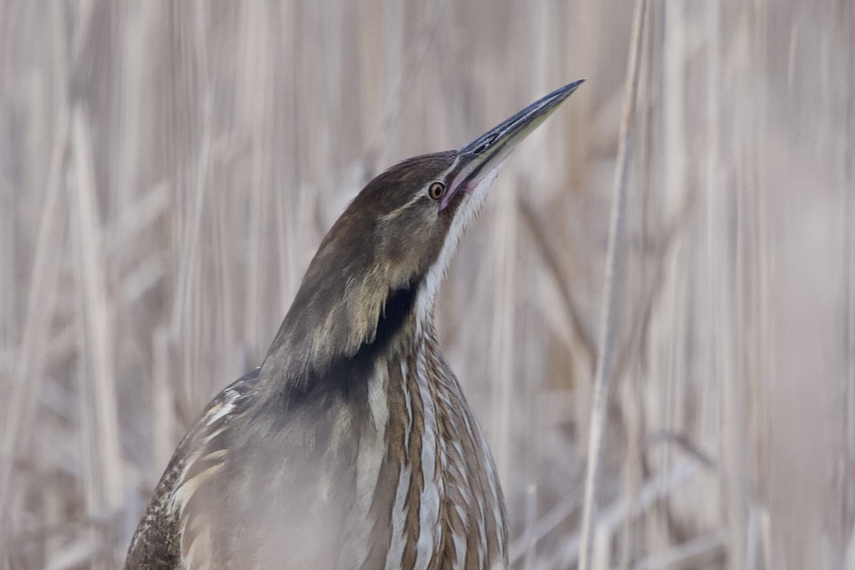 American Bittern - ML617998924