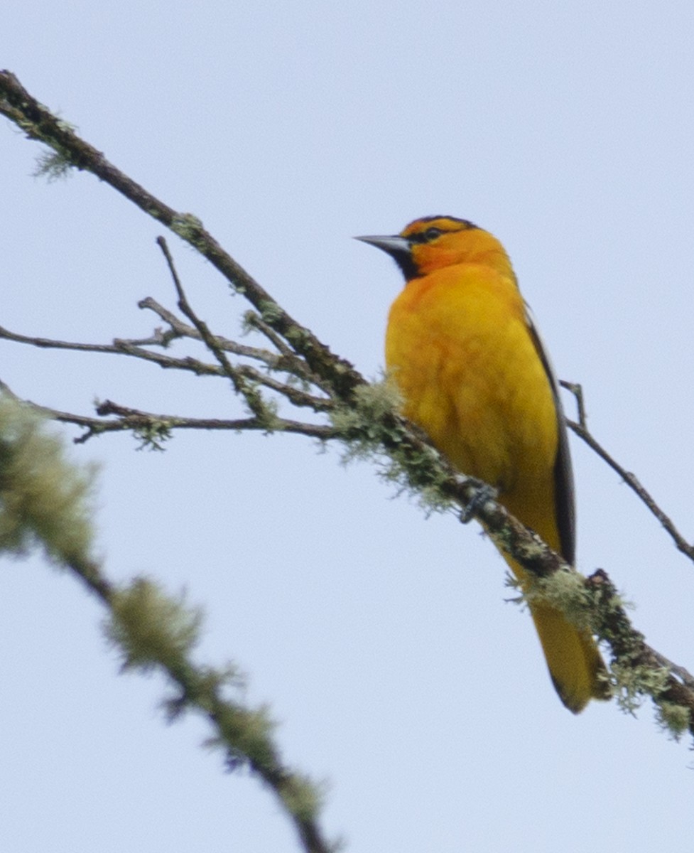 Bullock's Oriole - Jason Vassallo