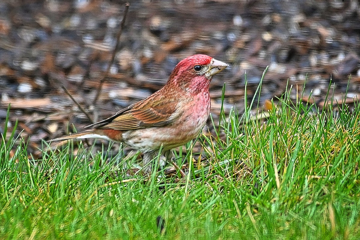 Purple Finch - Roger Beardmore