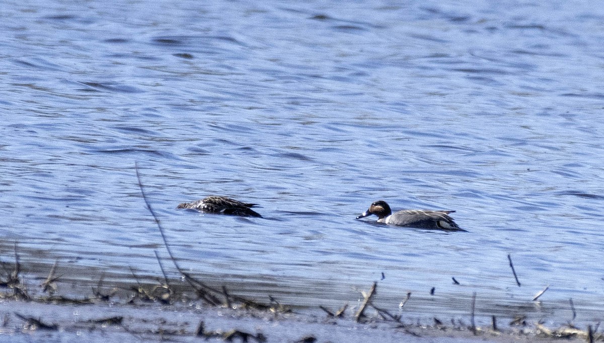 Green-winged Teal - ML617998940