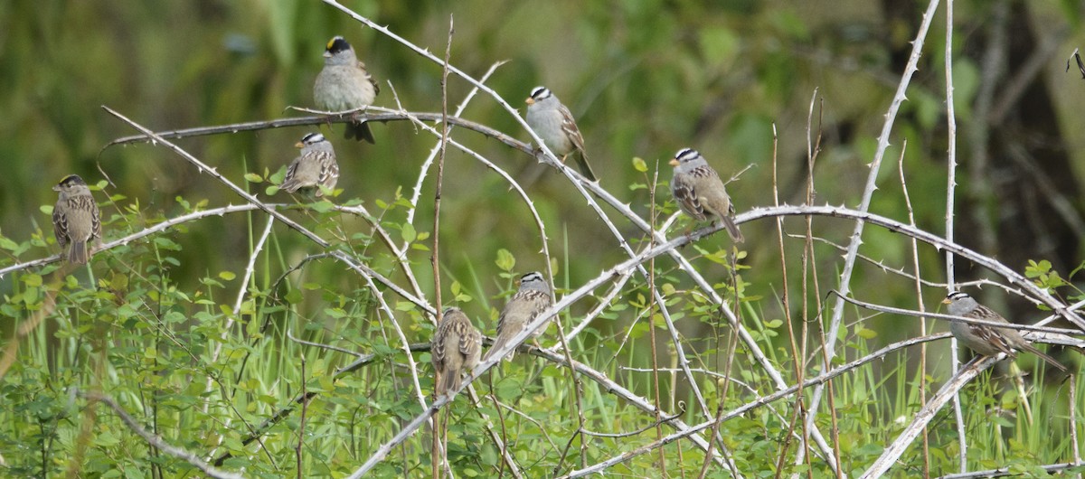 White-crowned Sparrow (Gambel's) - Jason Vassallo
