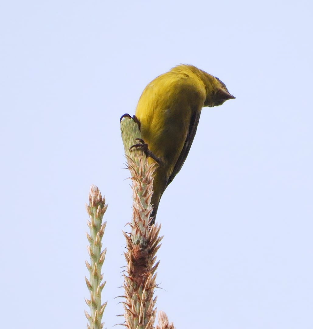 Black-headed Siskin - My Experience With Nature Birding Tour Guide