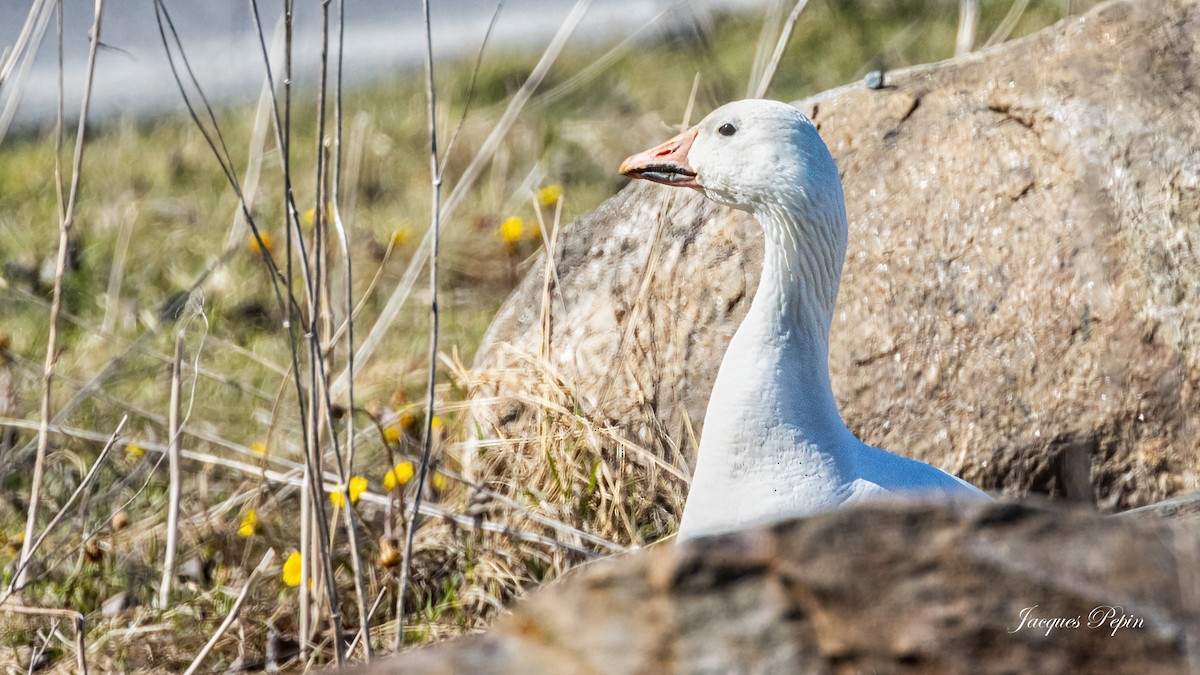 Oie des neiges - ML617999019