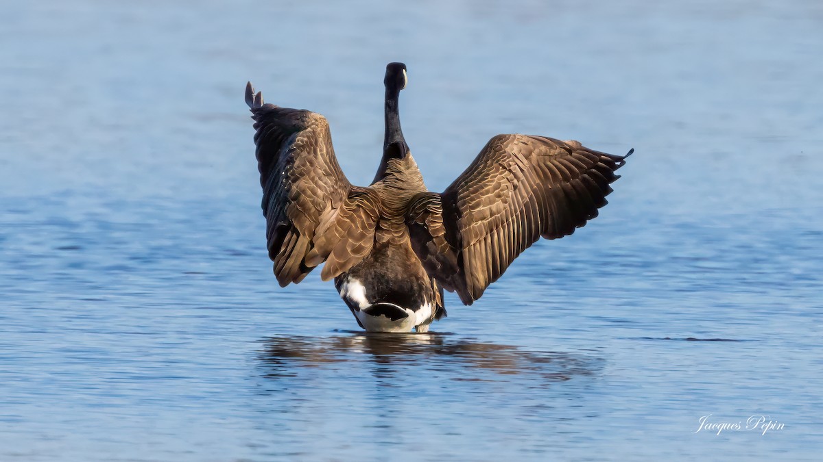 Canada Goose - ML617999030