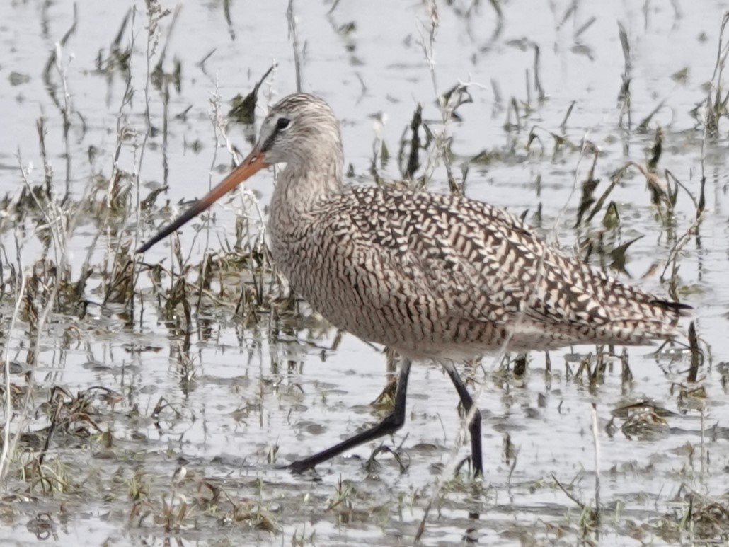 Marbled Godwit - Mike Blancher