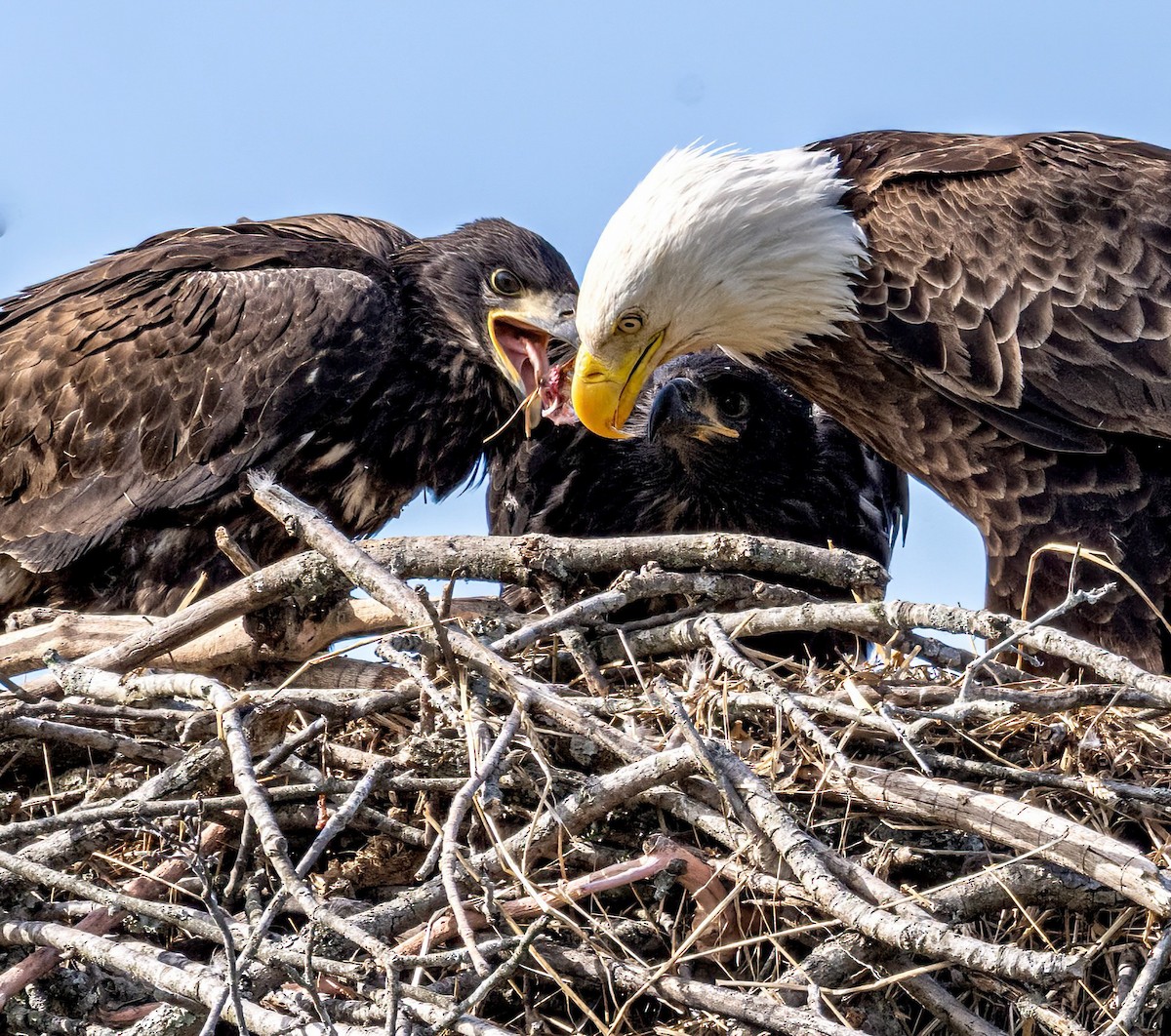 Bald Eagle - ML617999093