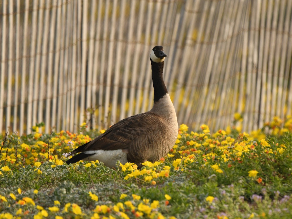 Canada Goose - Doug Lithgow