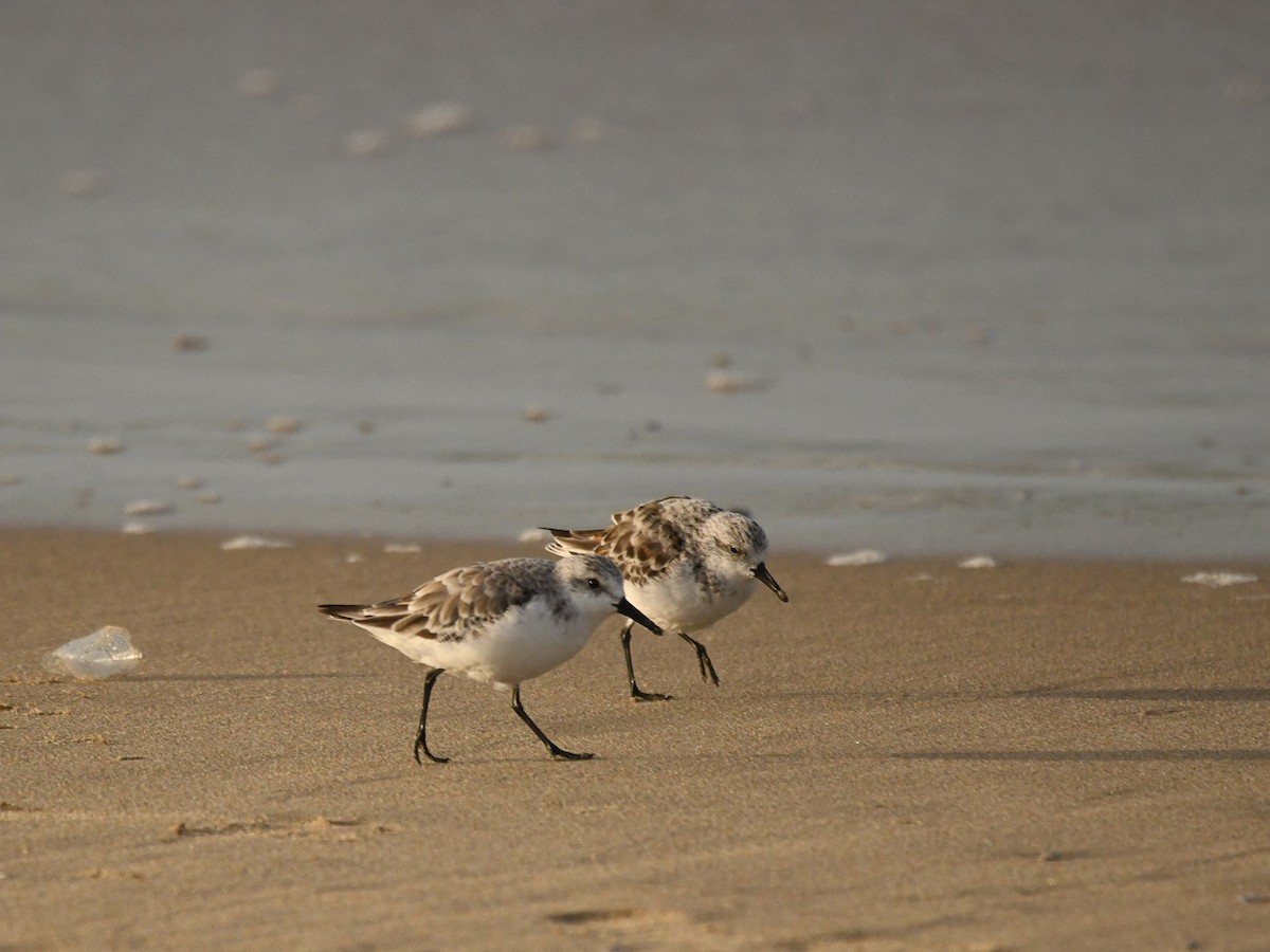 Sanderling - Doug Lithgow