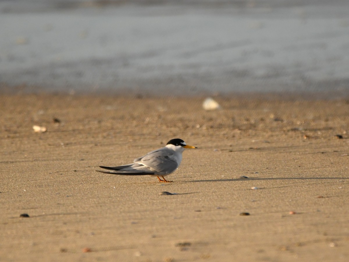 Least Tern - Doug Lithgow