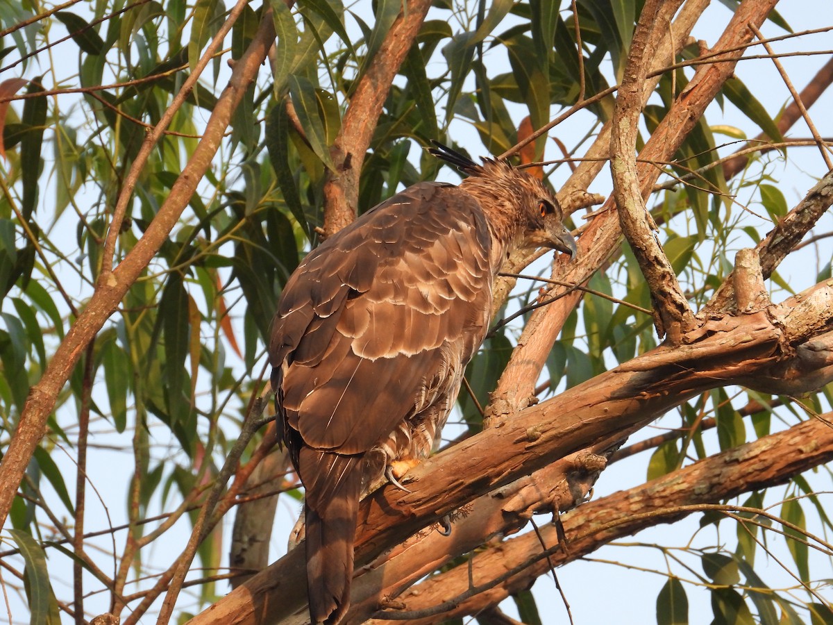 Legge's Hawk-Eagle - ML617999174