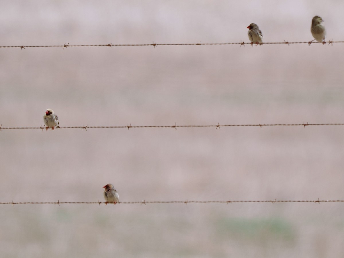 Red-billed Quelea - ML617999179