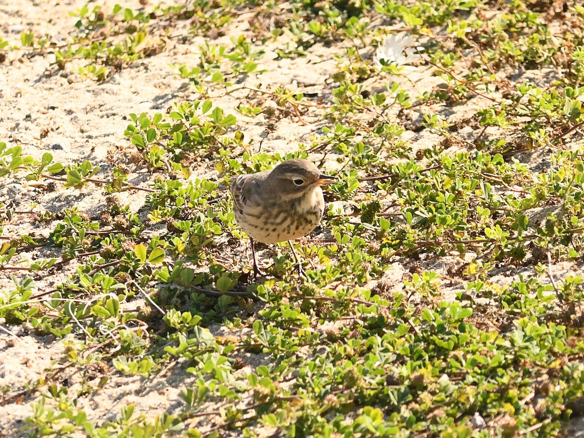 Pipit d'Amérique - ML617999194