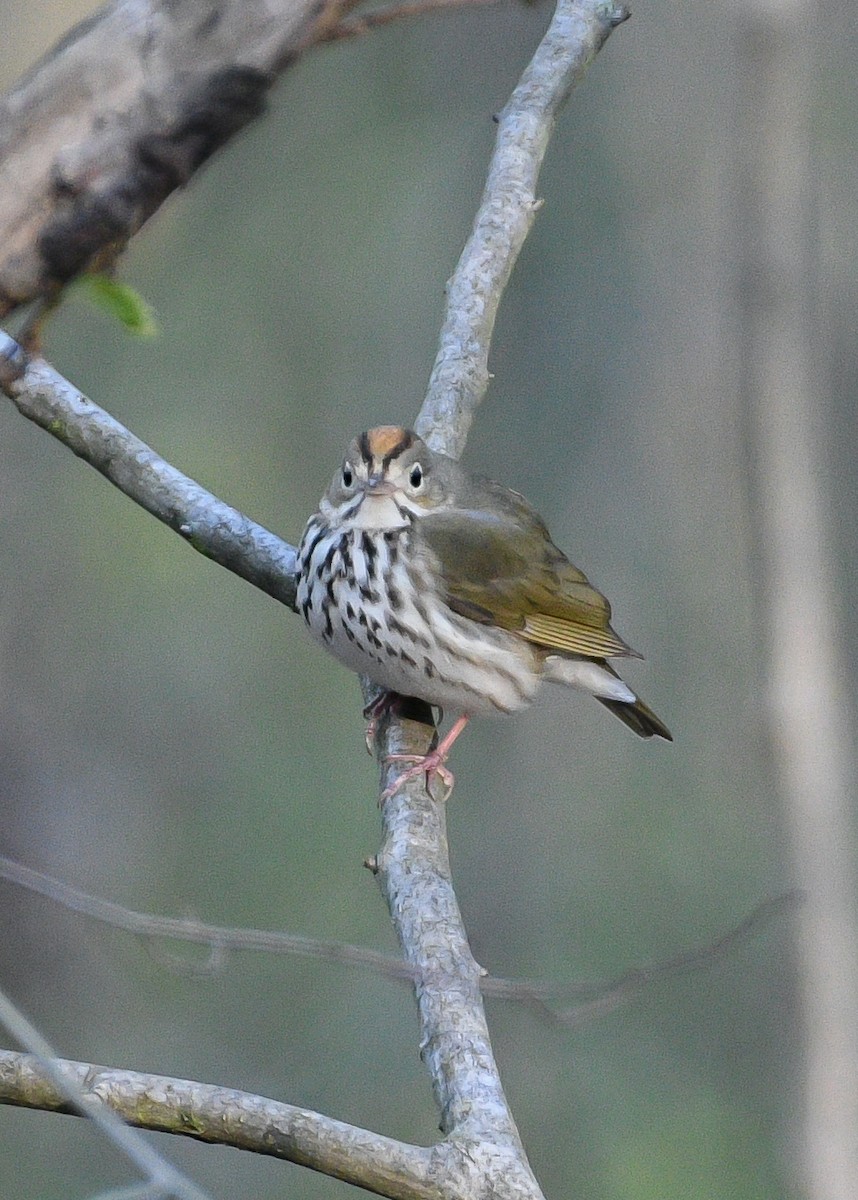 Ovenbird - ML617999199