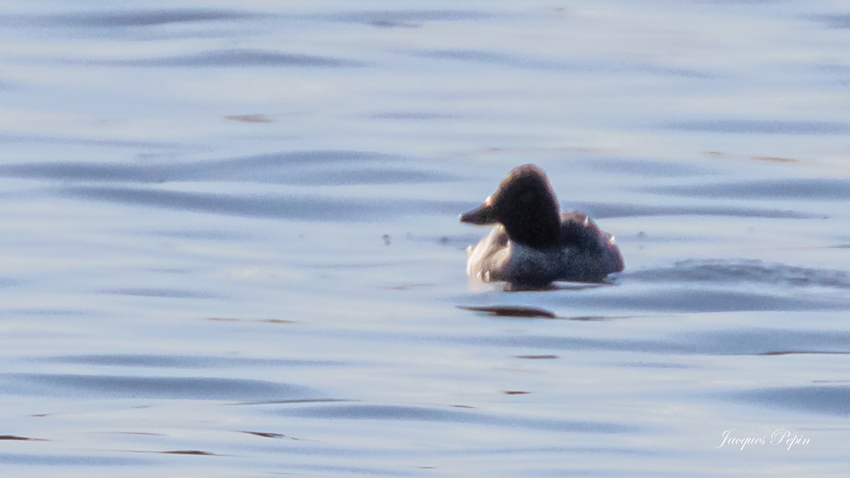 Common Goldeneye - ML617999210