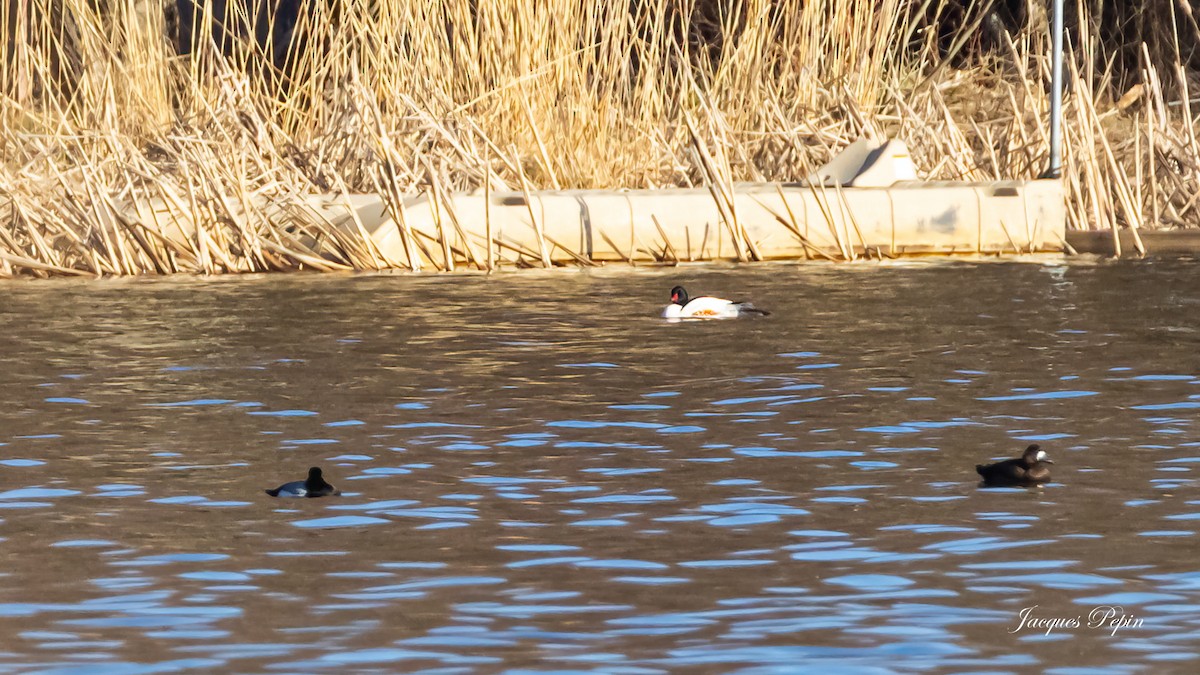 Common Merganser - ML617999225