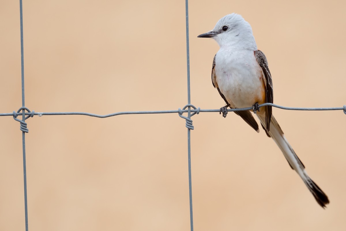 Scissor-tailed Flycatcher - ML617999231