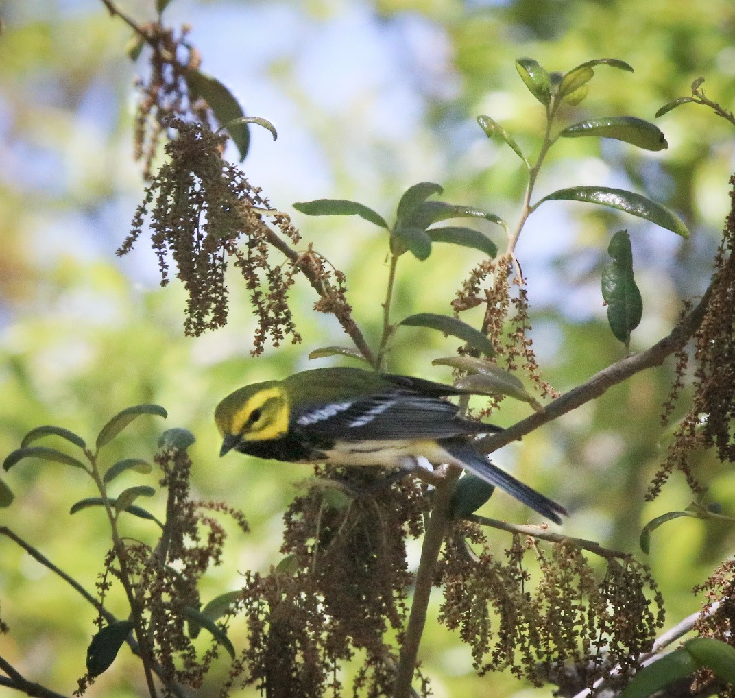 Black-throated Green Warbler - ML617999235