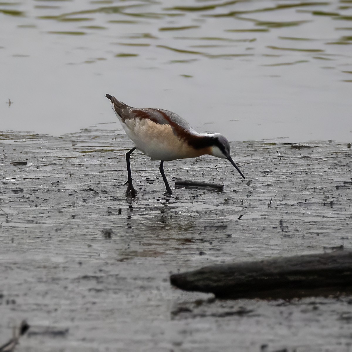 Wilson's Phalarope - ML617999248