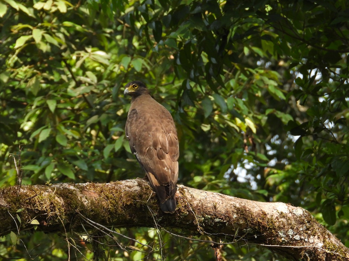 Crested Serpent-Eagle - Ananth Kaitharam