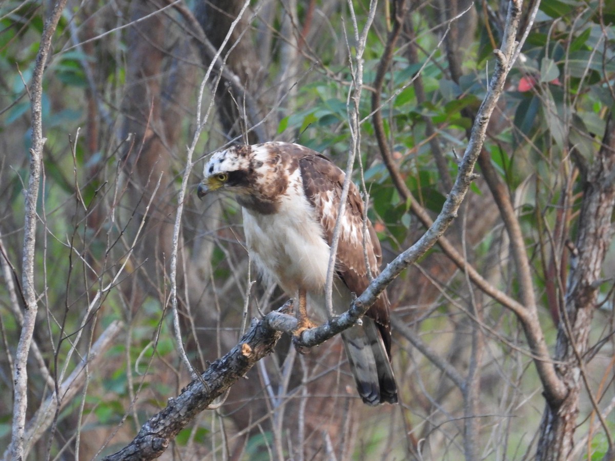 Crested Serpent-Eagle - ML617999287