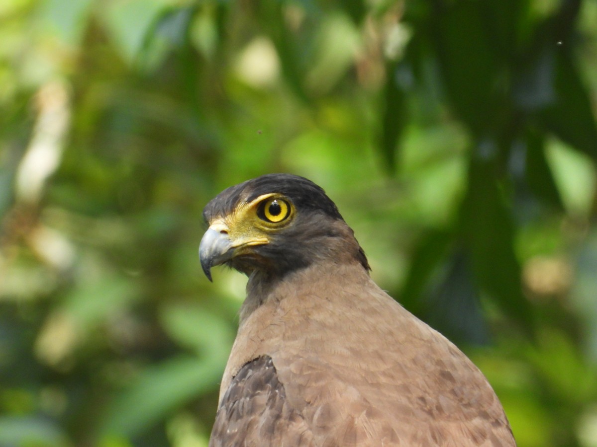 Crested Serpent-Eagle - Ananth Kaitharam