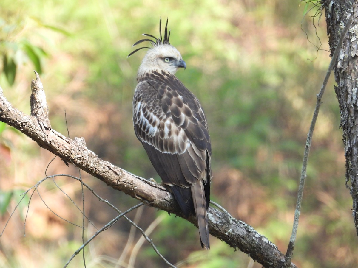 Changeable Hawk-Eagle - ML617999332