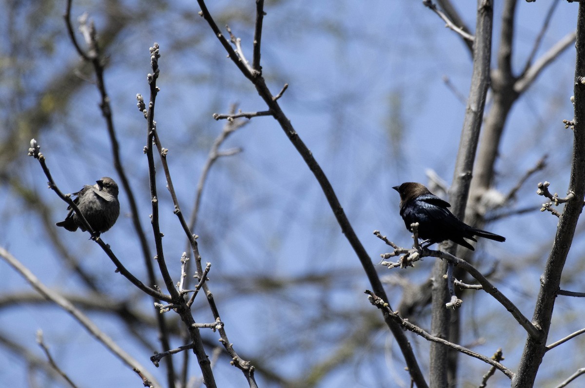 Brown-headed Cowbird - ML617999333