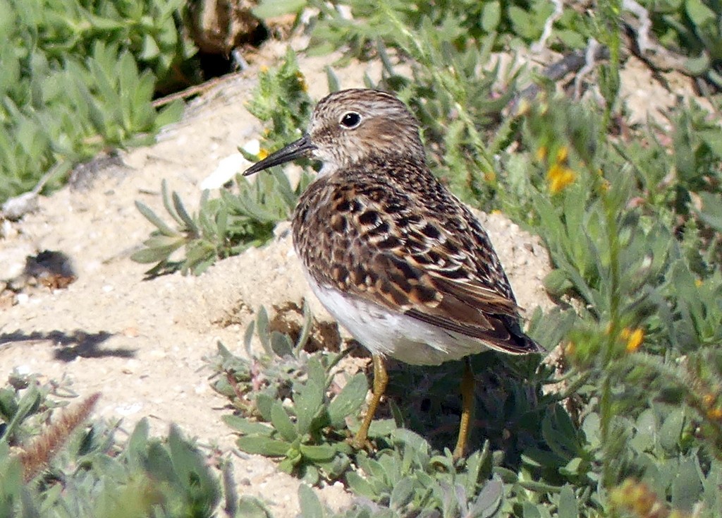 Least Sandpiper - ML617999344