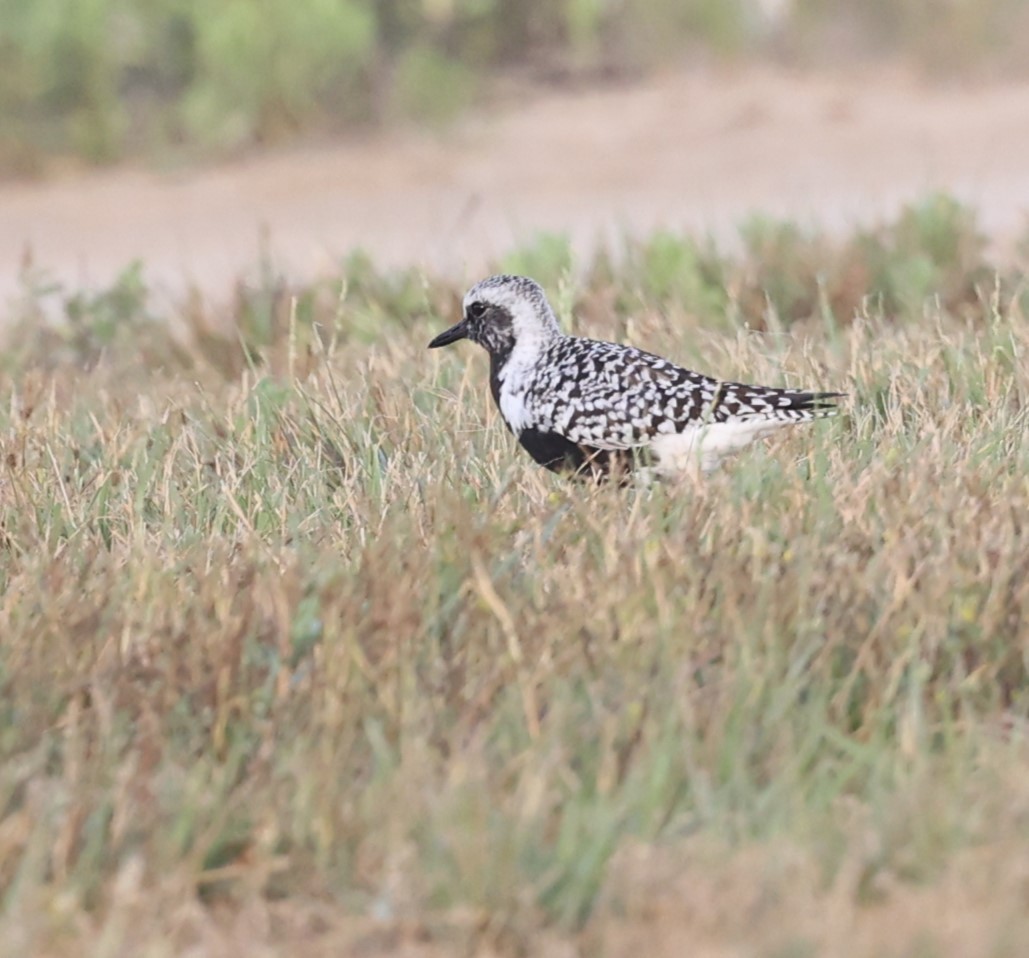 Black-bellied Plover - ML617999355