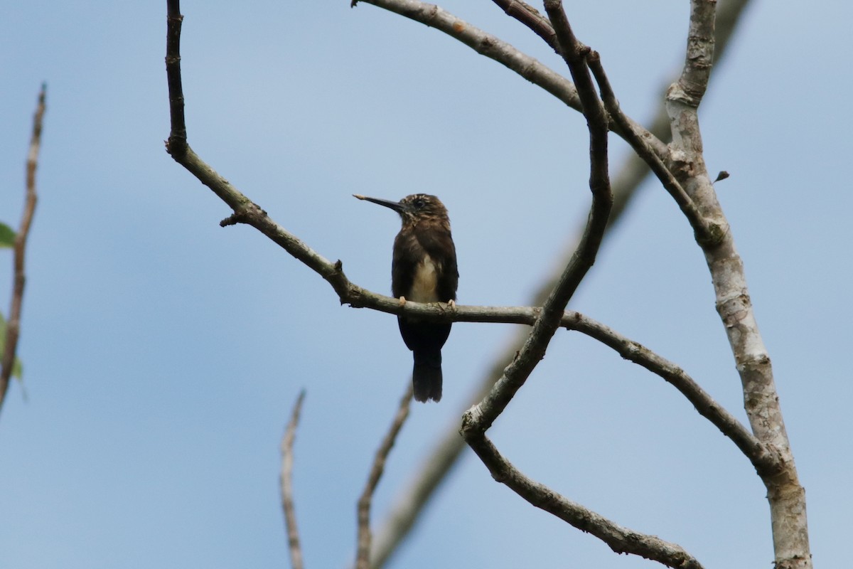 Brown Jacamar - Richard Dunn