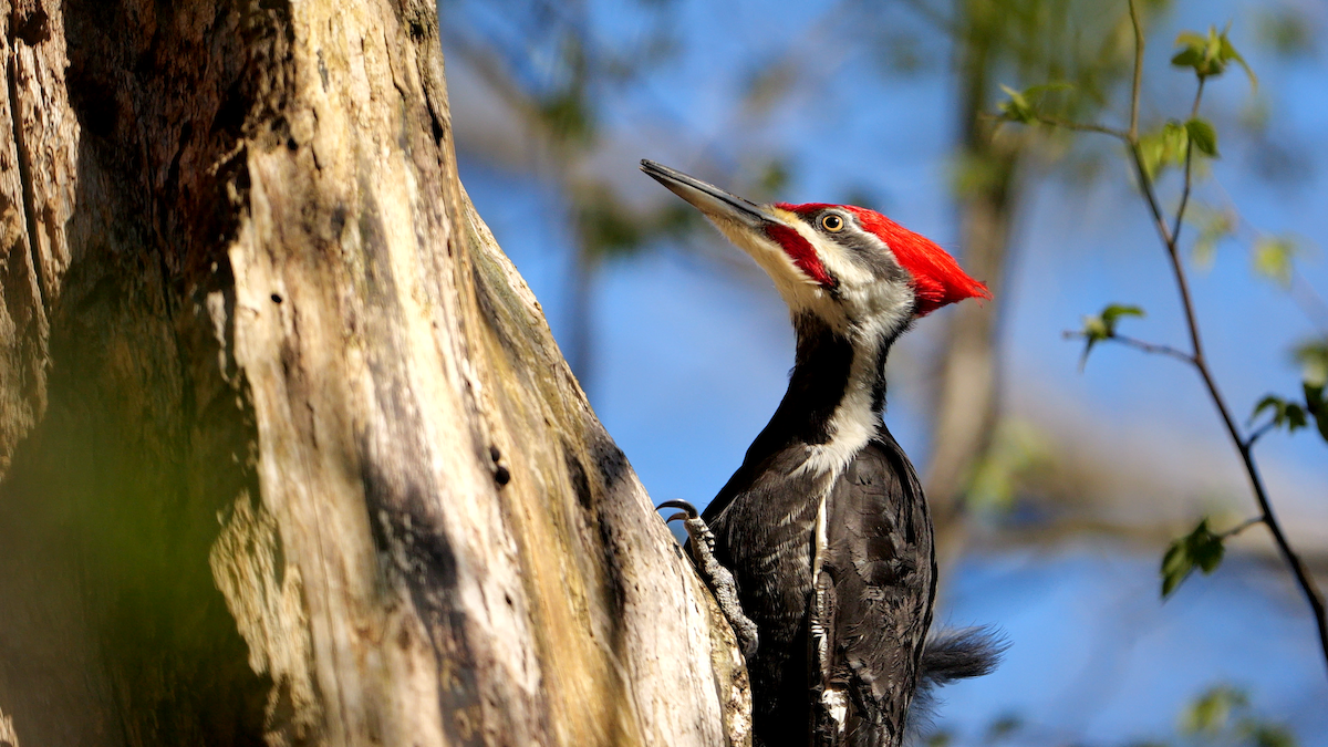 Pileated Woodpecker - Chris Chappell