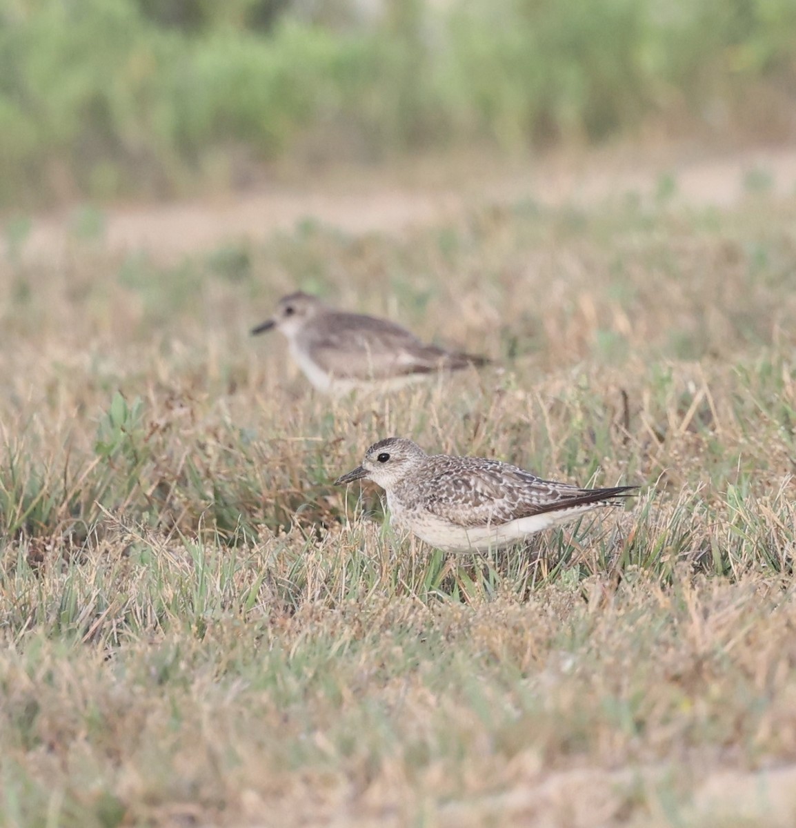 Black-bellied Plover - ML617999369